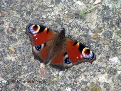 peacock (Inachis io) Kenneth Noble